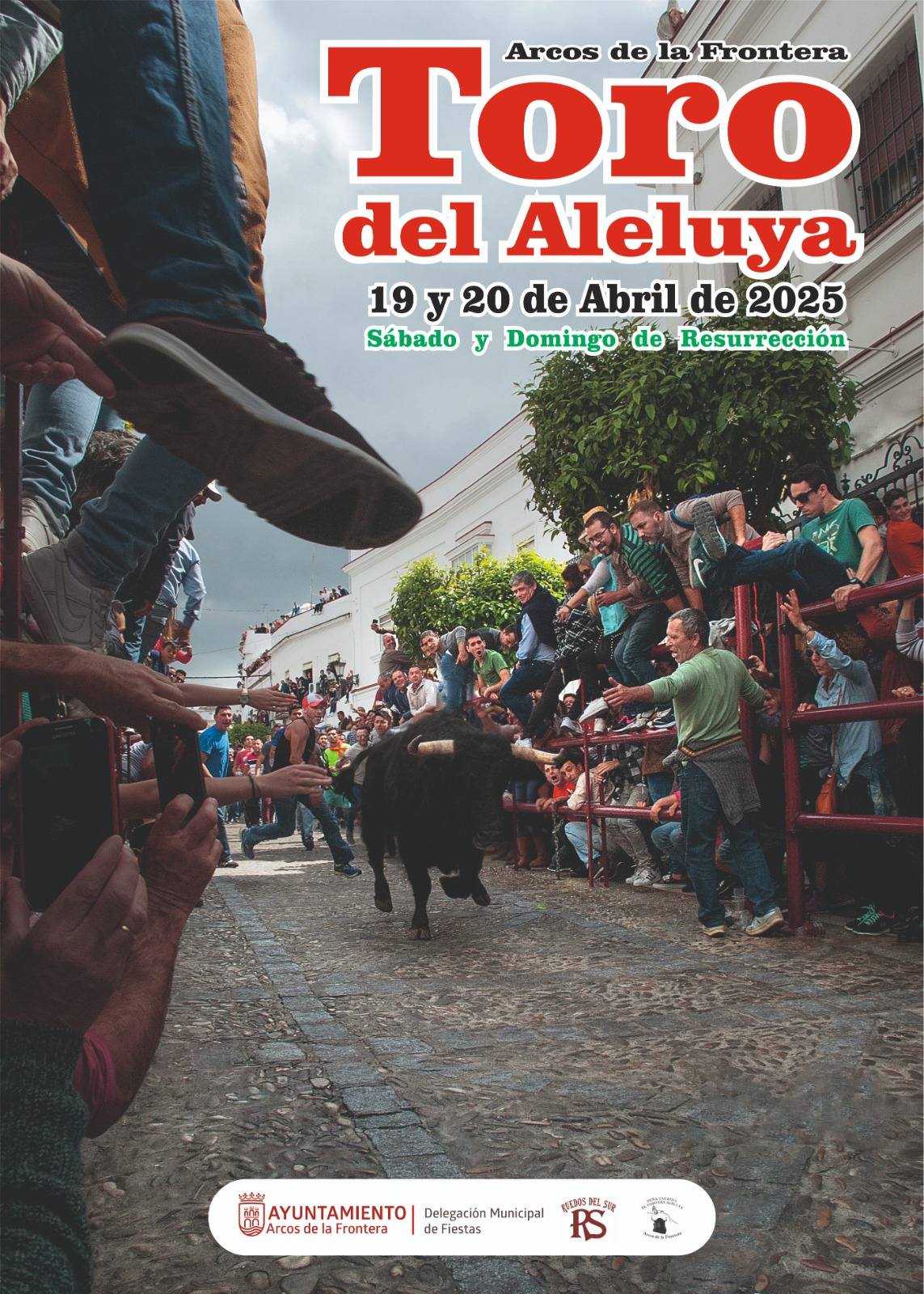 Suelta de toros por las calles de la ciudad, como es tradicional en arcos de la frontera.